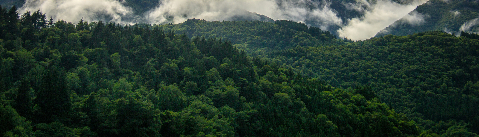 Environment